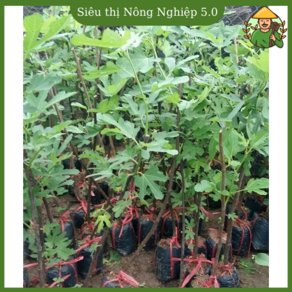Cây giống sung mỹ F1, giống sung ngọt đại học nông nghiệp, cây sung mỹ chiết cao 50cm - 70cm