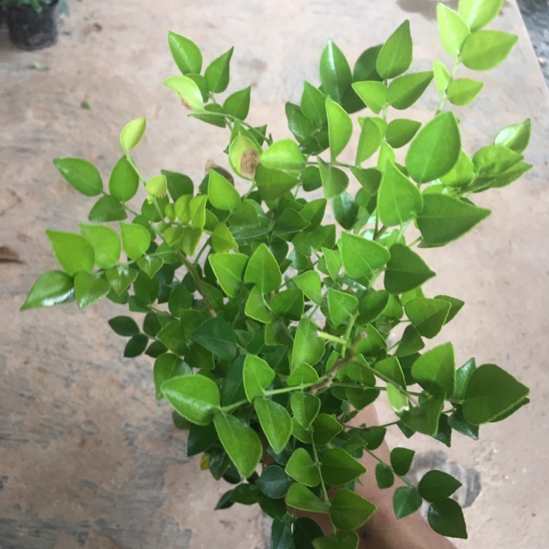 Cây Nguyệt Quế Trồng Bầu Nhỏ Thân Cao Nhiều Ngọn Dễ Chăm Sóc