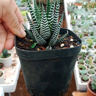 Móng rồng size trung