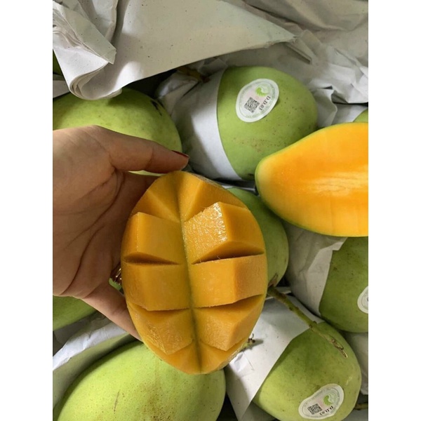 Xoài Cát Hoà Lộc Vip Trái 500g Bao Ngọt Thơm - Giao Tận Nơi