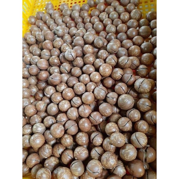 Hạt macca Trần Anh Food - Hạt macca Đắk Lắk sấy nứt vỏ size đại 28-32 500gr thơm ngon