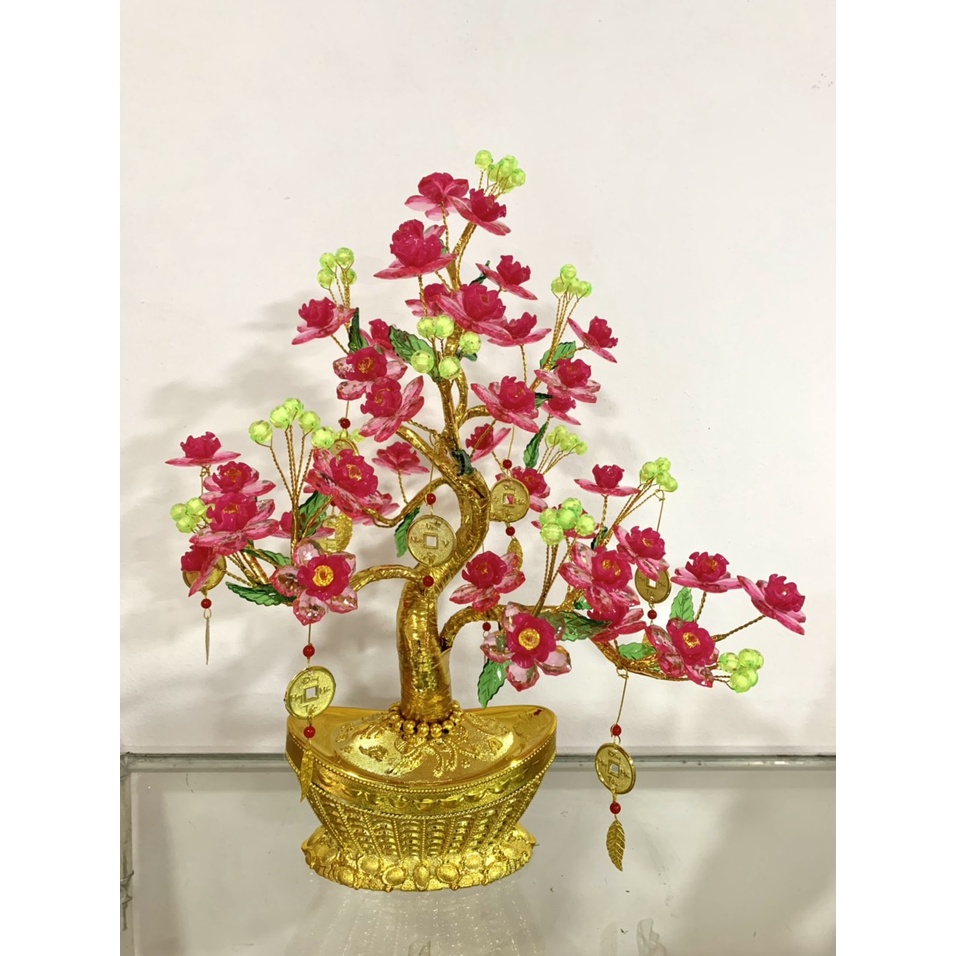 Cây kim tiền hoa đào cao 45cm
