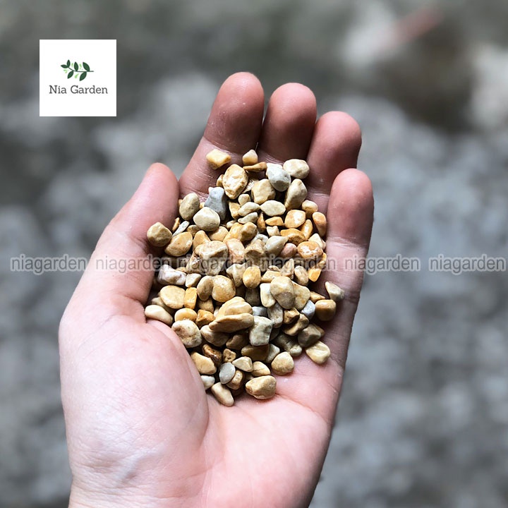 Sỏi vàng size 0.6 - 1 cm trang trí trải gốc chậu cây cảnh hồ cá terrarium Nia Garden N6