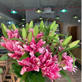 Củ giống hoa ly thơm size to chuẩn tết (đã được kích mầm)