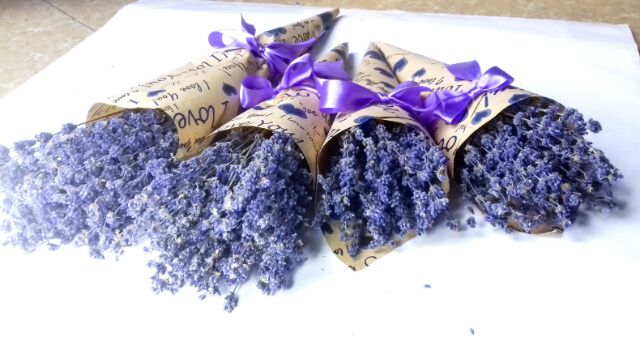 hoa lavender nhập pháp