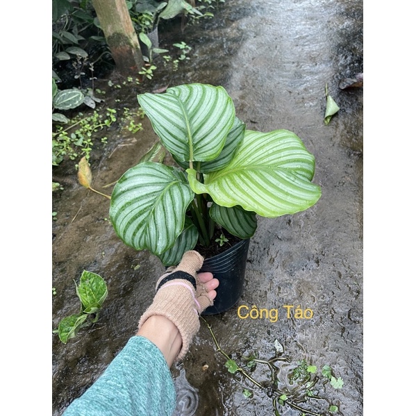Cây Đuôi Công Táo Xanh