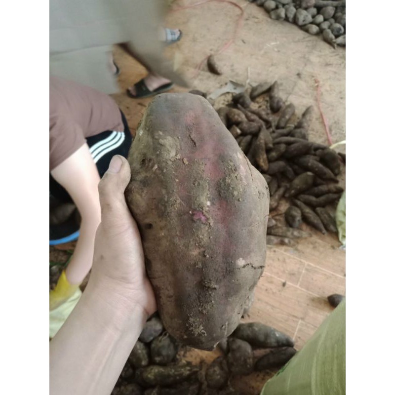 KHOAI SÂM ĐẤT CỦ TO 1kg