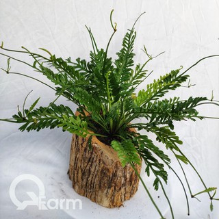 Dương xỉ xương cá (Asplenium x Kenzoi)