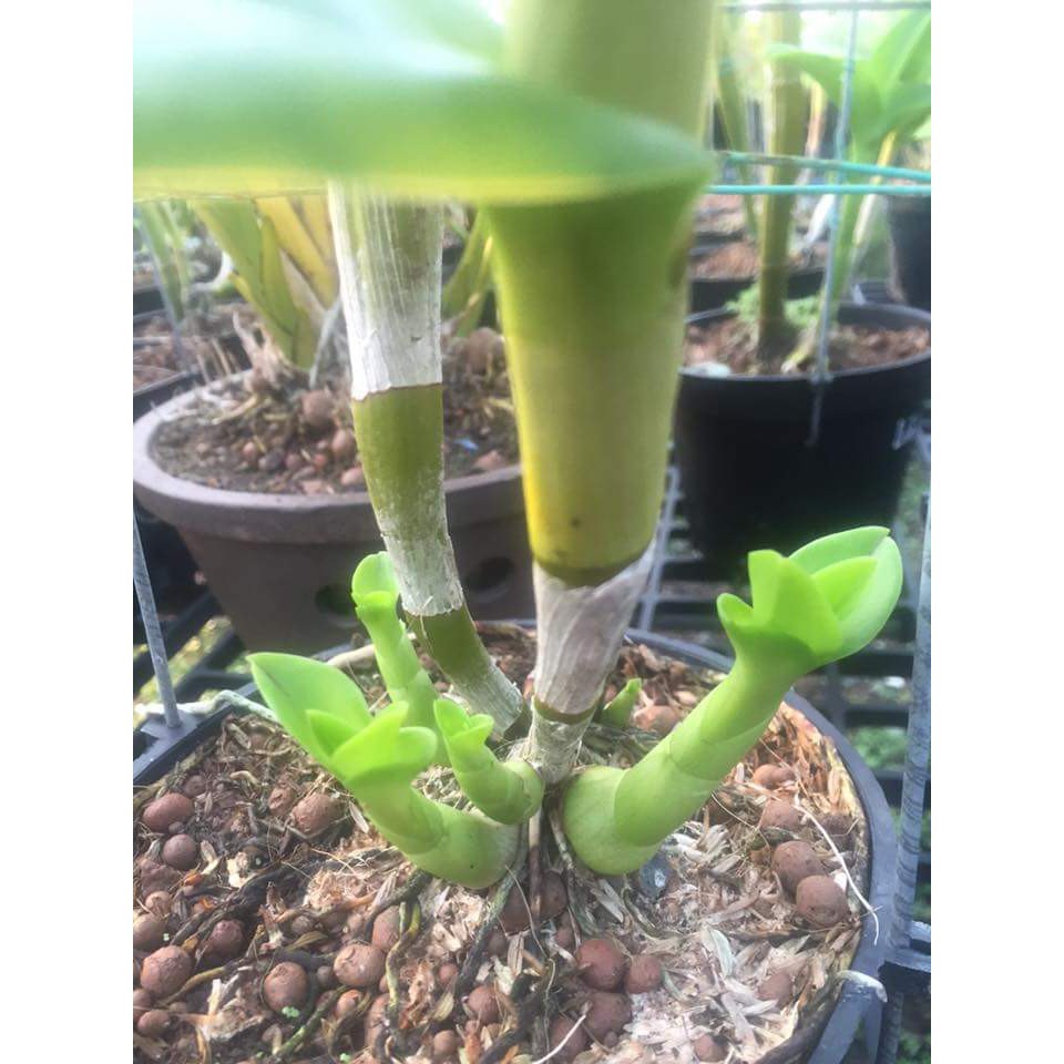 Keiki Duy Pro - Keiki Duy Spray Thuốc Kích Mầm, Kích Chồi