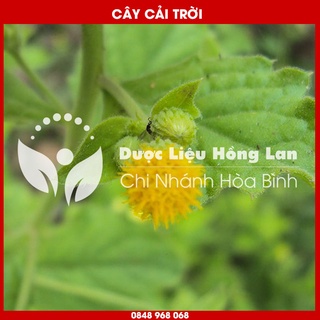 Cây Rau Cải Trời khô sạch loại 1 - Hàng Chính Hãng