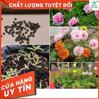 100H_HẠT GIỐNG HOA MƯỜI GIỜ MỸ (TÚI ZIP)