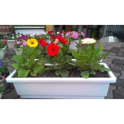 Combo 05 chậu dài thông minh kích thước 48x20x16 cm