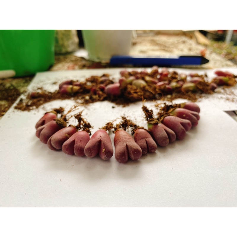 Sen đá lithops tím- mông tím