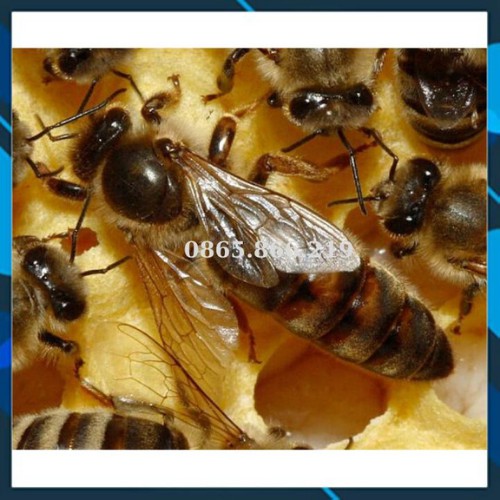 Lưới chắn ong chúa lên thùng kế - Lưới ngăn chúa 42 x 51