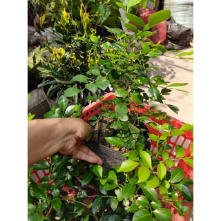 Cây Nguyệt Quế thơm