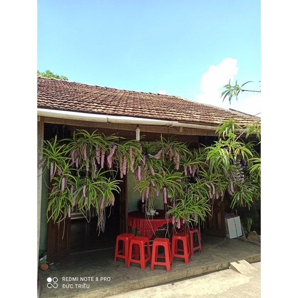 1 CÂY SÓC LÀO RỪNG LÀO HÀNG BÓC RỪNG