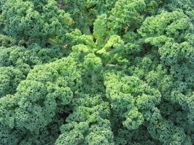 Hạt giống cải kale xoăn xanh