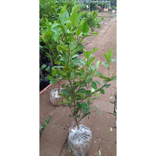 Cây giống cherry brazil sezi nhỡ