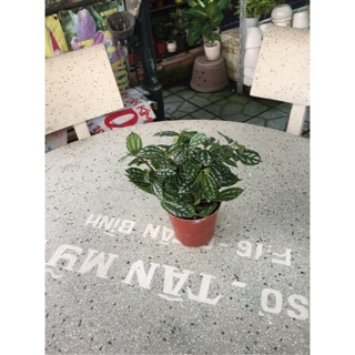 Cây lá gấm sọc