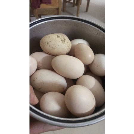 Trứng gà ta ăn ngô, 1 số quả 2 lòng đỏ siêu to