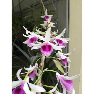 Dã Hạc( phi điệp)Daklay