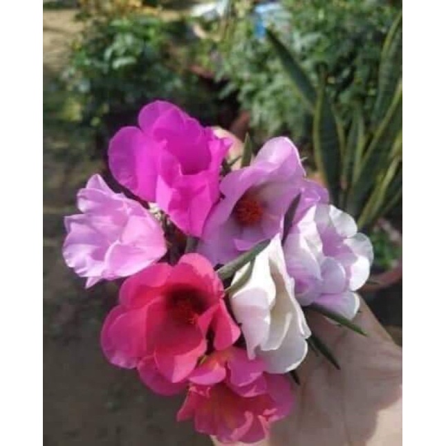 COMBO 50 CÂY GIỐNG HOA 10 GIỜ MỸ ĐƠN CÂY CÓ CẢ GÓC RỄ