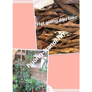 Combo 30 hạt giống đậu biếc