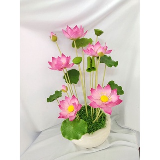 Chậu sen size trung cao 43 đến 45cm