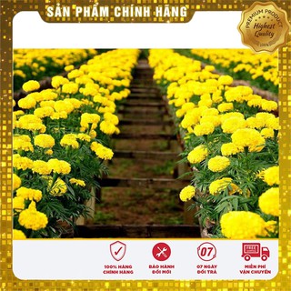 Hạt Giống Cúc vạn thọ Mỹ