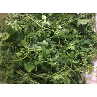 1 kg thân lá Bình Bát Dây tươi, đóng gói hút ẩm, đảm bảo tươi nguyên