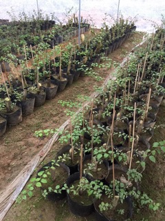 1 lạng túi bầu ươm cây chọn size(Loại 1)