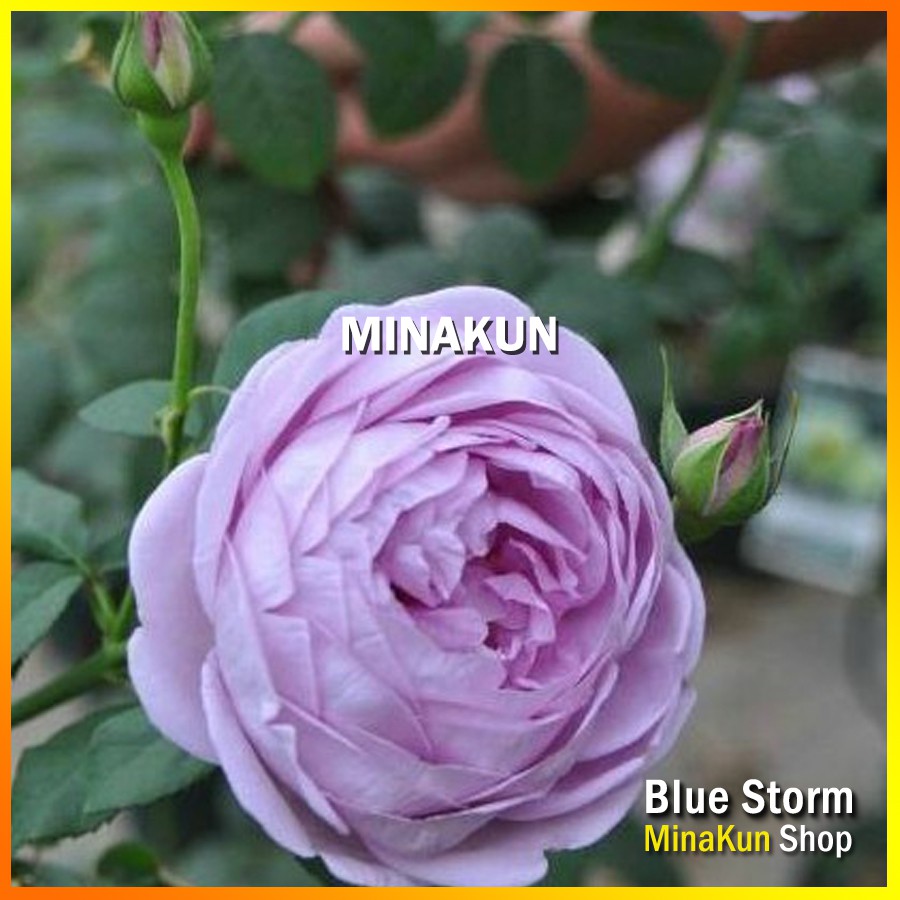 Hoa hồng ngoại Blue Storm Rose tím cực đẹp - MinaKun Shop