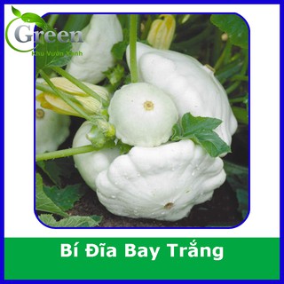 Hạt Giống Bí Đĩa Bay Trắng