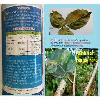 THUỐC TRỪ NẤM BỆNH TIPOZEP 80WP