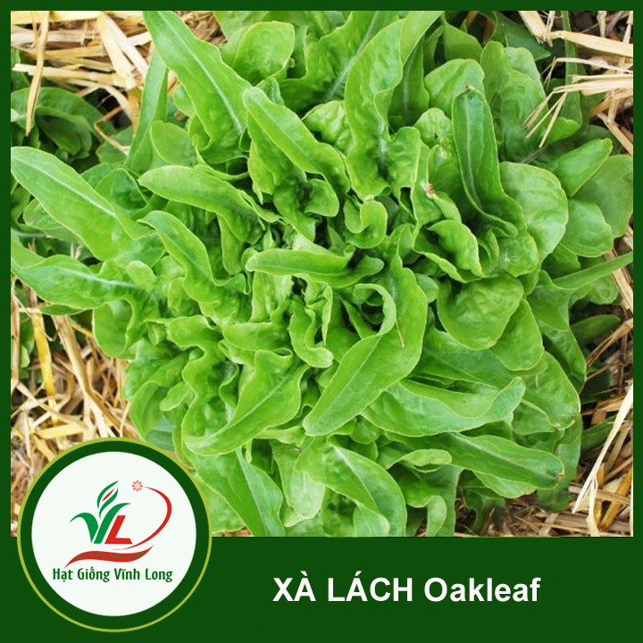 Hạt giống Xà lách Oakleaf (sồi xanh) RD 932 - 2g