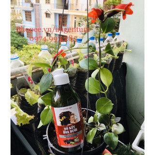 Thảo dược gội đầu Bồ kết Hoa bưởi