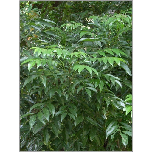 CÂY GIỐNG MẮC MẬT