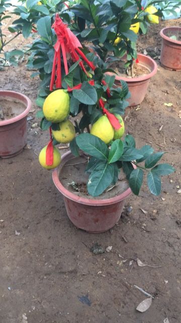 Cây chanh vàng Mỹ giống cho quả sau 6 tháng