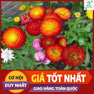 🏵️100H_HẠT GIỐNG HOA BẤT TỬ MIX MÀU🏵️