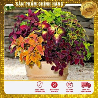 Bộ gói hạt giống Rau tía tô