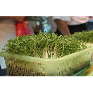 [ Bán chạy ] Hạt giống mầm cải - 50g (tặng kèm 20 hạt Cải Kale Khủng Long)