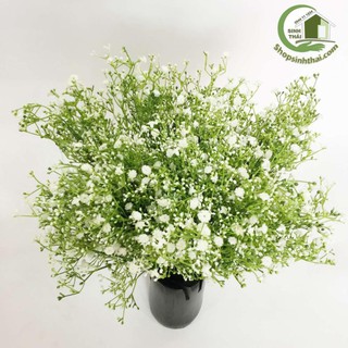 Bụi hoa cúc dại, cúc bi màu trắng nhỏ xíu - hoa giả cao cấp