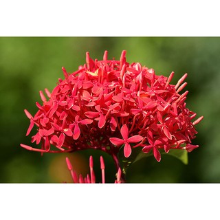 cây hoa mẫu đơn mỹ màu đỏ màu hồng