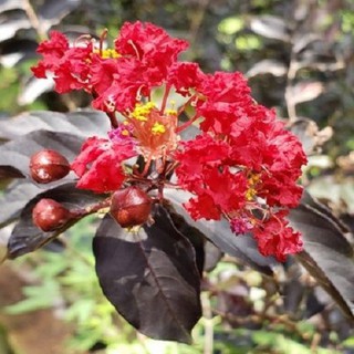 Cây hoa tường vi huyết long - hoa đỏ lá đỏ cao 1m