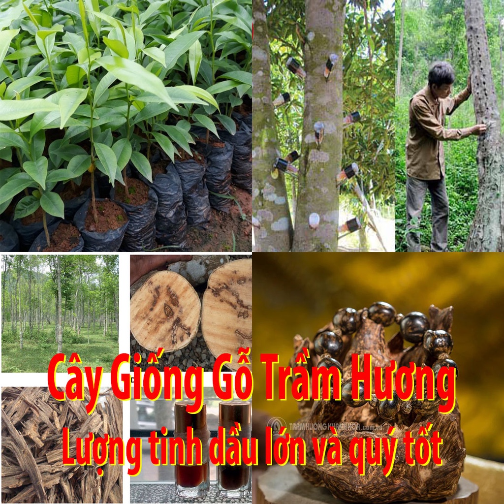 Trầm Hương Dó Bầu có lượng tinh dầu lớn