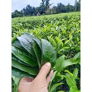 lá chè, trà xanh tươi 1kg ( giao hoả tốc hcm)