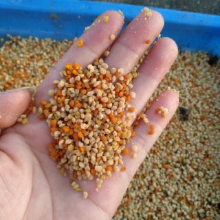 1 Kg phấn hoa Cà Phê Đăk Lăk