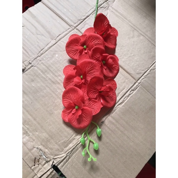Lan hồ điệp giá rẻ
