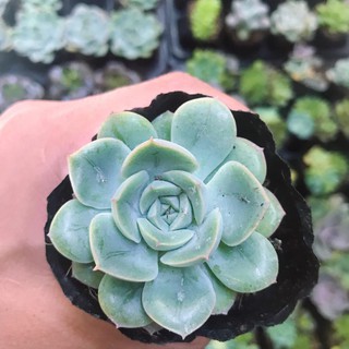 Sen Đá Liên Đài Xanh Đủ Size | Xuất xứ Đà Lạt | Dễ trồng dễ chăm