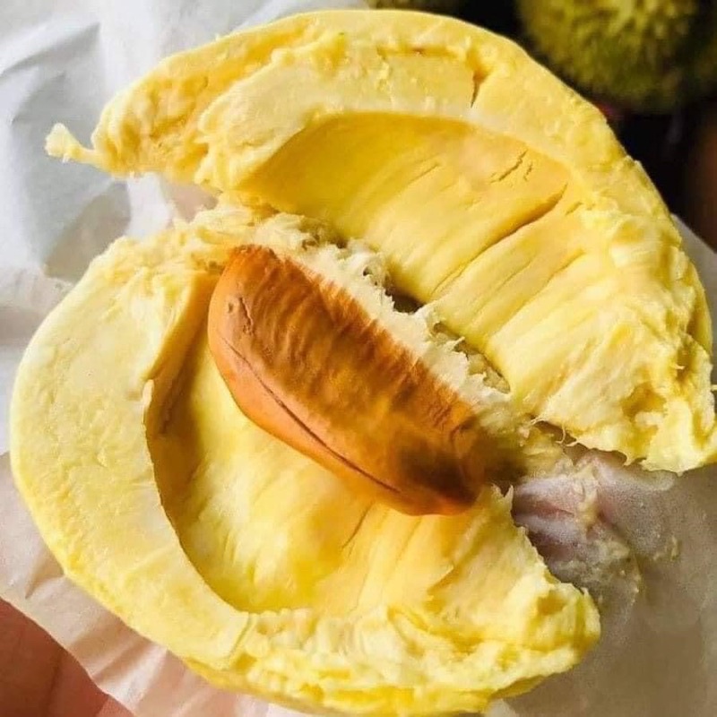 Sầu thái Lâm Đồng